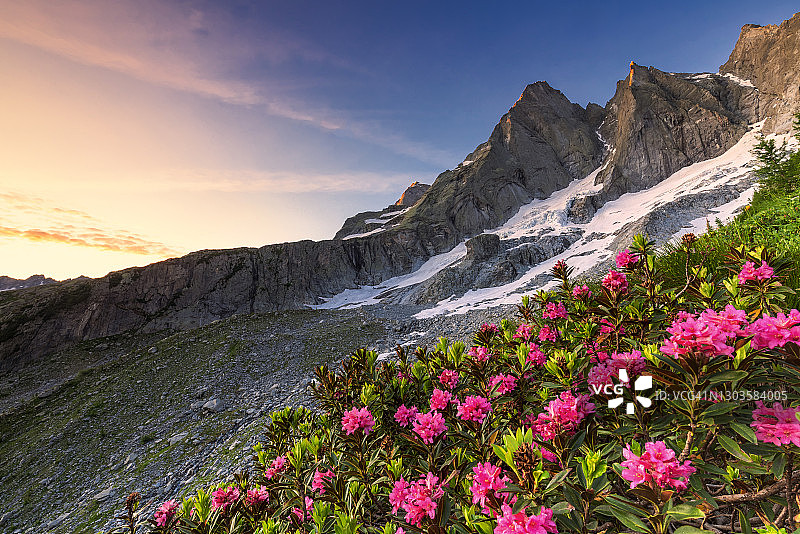 日出时分，瑞士格劳宾登州布雷加利亚山谷，盛开的杜鹃花与著名的皮措巴迪莱峰图片素材