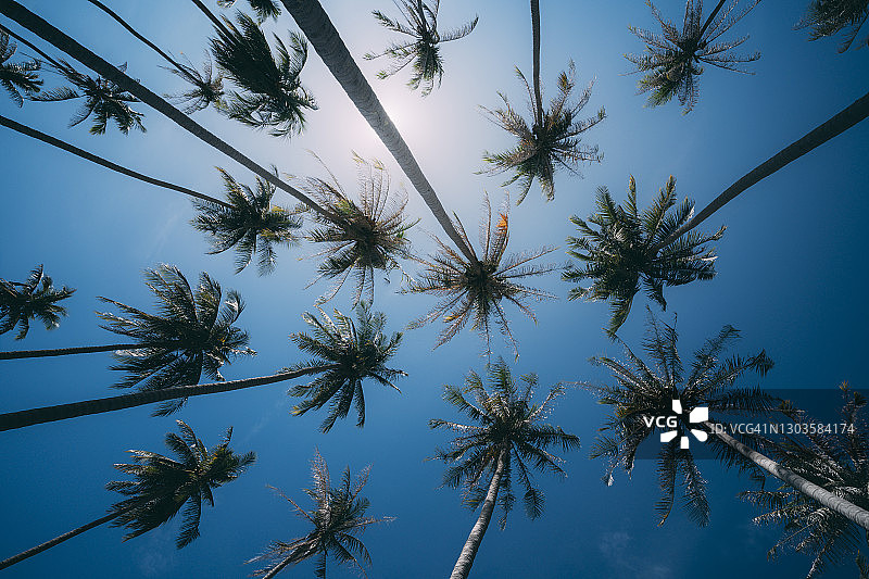 泰国攀牙湾兰塔岛的棕榈树图片素材