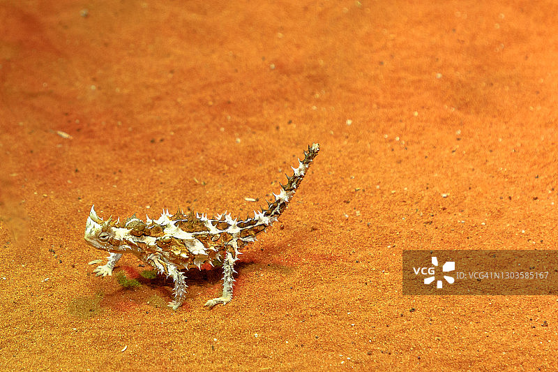 澳洲魔蜥（Moloch horridus）在澳大利亚中部北领地艾丽斯斯普林斯沙漠公园的红沙上行走图片素材