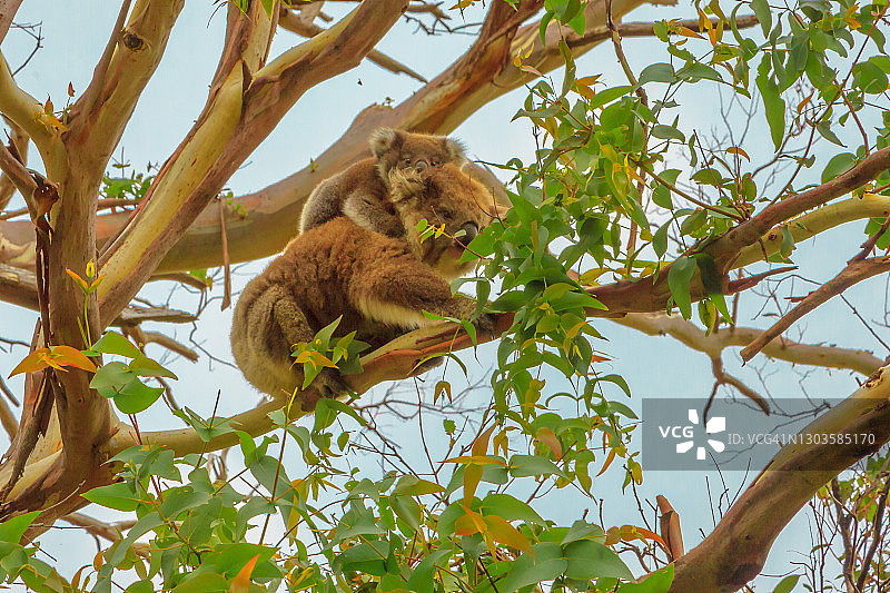 大洋路维多利亚州大奥特威国家公园桉树上的考拉母子图片素材