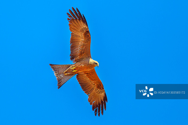 澳洲北部领地艾丽斯斯普林斯沙漠公园：栗色羽毛的啸栗鸢图片素材