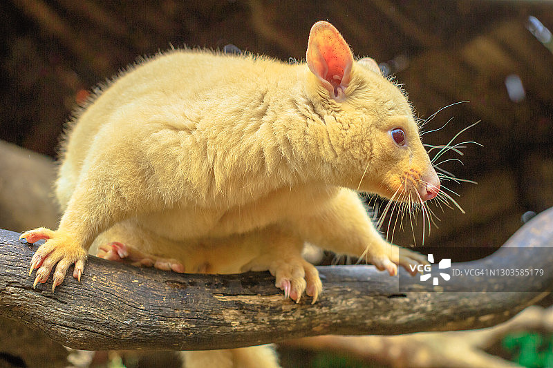 树上的金色刷尾负鼠，浅色是澳大利亚负鼠的基因突变，仅生活在澳大利亚塔斯马尼亚图片素材