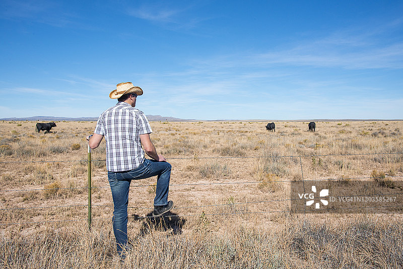 美国新墨西哥州南部牧场上漫步的牛群图片素材