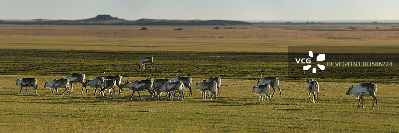 冰岛极地地区的驯鹿群图片素材