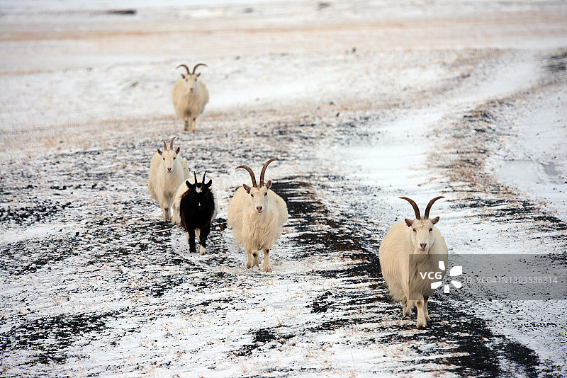 冰岛雪地上的家山羊图片素材