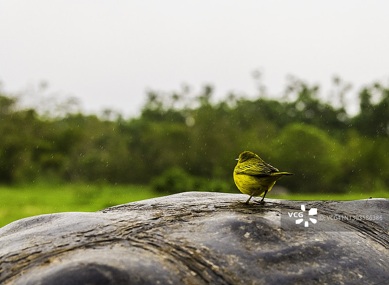 厄瓜多尔加拉帕戈斯群岛巨龟壳上的加拉帕戈斯雀图片素材