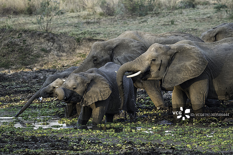 一群非洲象在赞比亚南卢安瓜国家公园的水坑边饮水图片素材