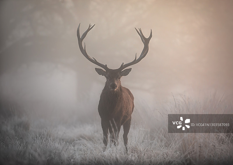 冬季里士满公园里的大红鹿图片素材