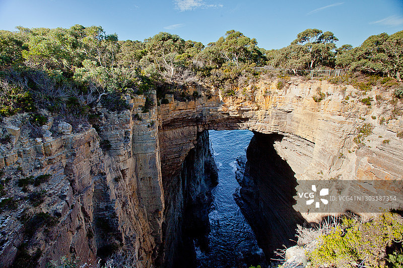 澳大利亚塔斯马尼亚鹰颈图片素材