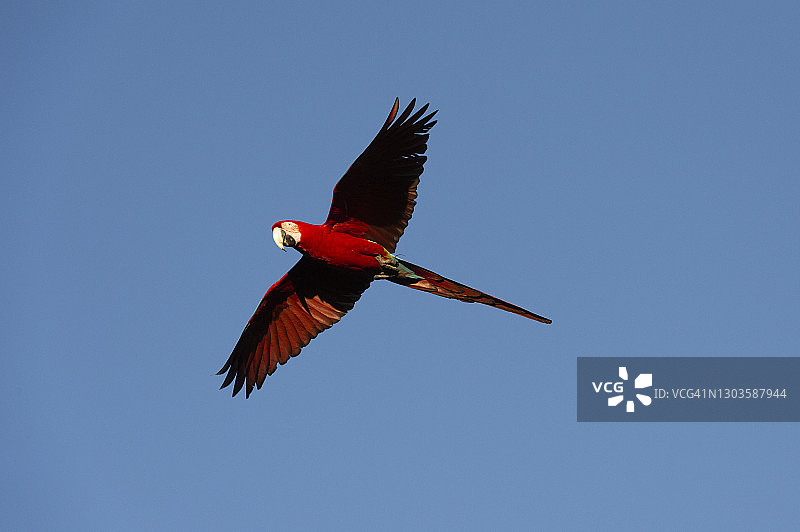 红绿金刚鹦鹉，巴西图片素材