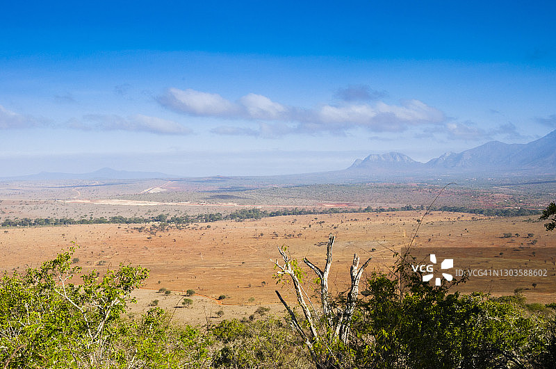 肯尼亚察沃西部国家公园的非洲大羚羊角图片素材
