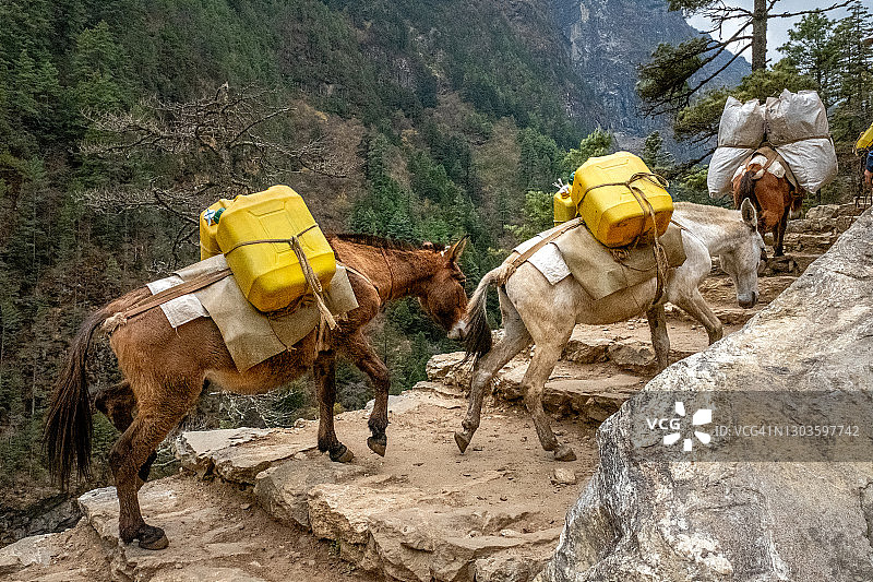 在通往尼泊尔南池巴扎的徒步路线上，驴在山上驮着重物图片素材