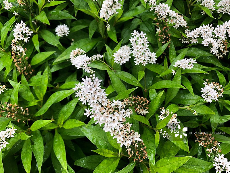 在家庭花园中盛开的珍珠菜图片素材