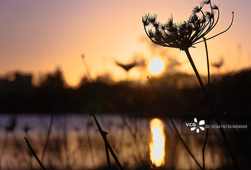 夕阳下撒丁岛植物在池塘中的倒影图片素材