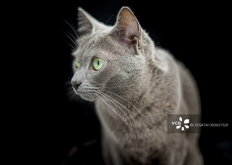 黑色背景上的灰色银猫肖像图片素材