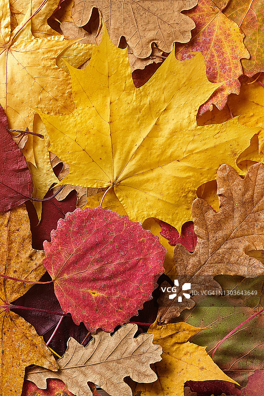 森林或公园里落在绿色和黄色草地上的棕色、橙色桦树秋叶图片素材