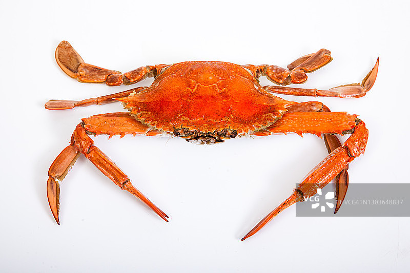 白色背景上的沙蟹，南澳大利亚图片素材