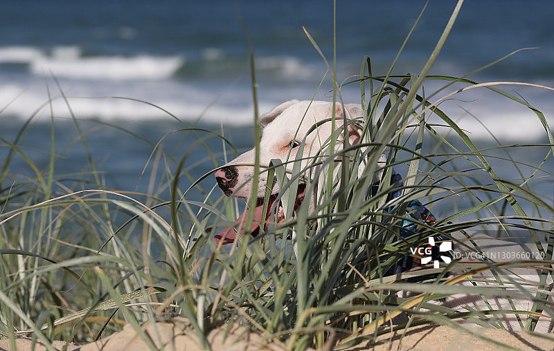 坐在海滩上的杰克罗素纯种小狗图片素材