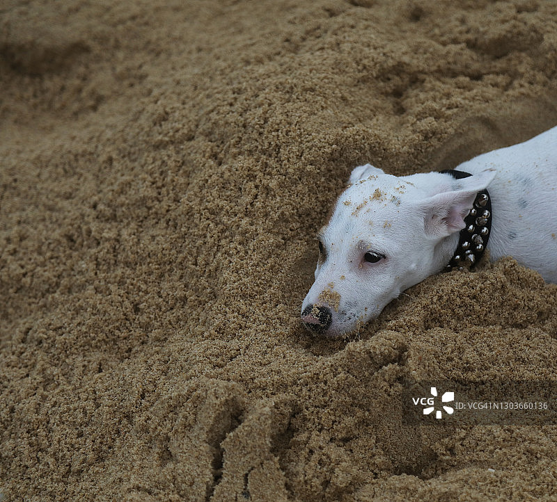 坐在海滩上的杰克罗素纯种小狗图片素材