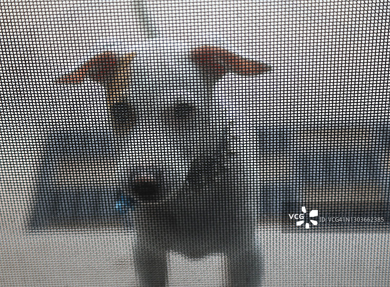 杰克罗素幼犬看着安全屏幕图片素材