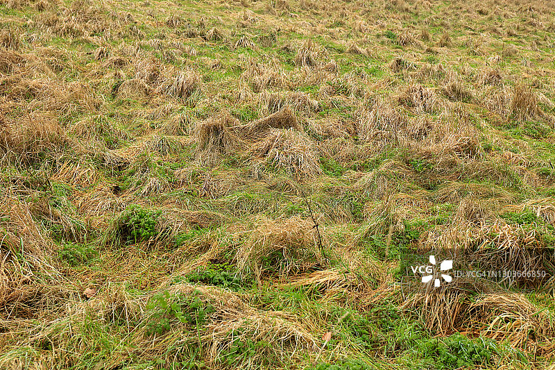 秋季草地图片素材