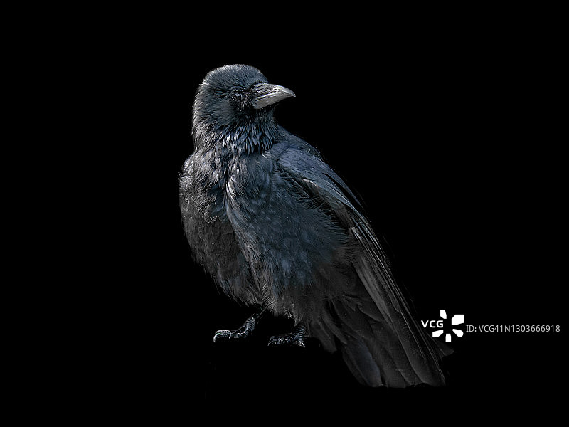 黑色背景上的黑鸟——乌鸦图片素材
