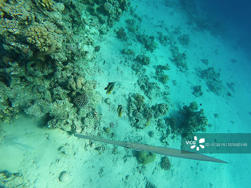 喇叭鱼水平伪装，埃及红海。图片素材