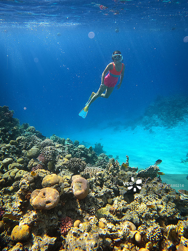 儿童女孩在埃及红海的珊瑚礁之间潜水图片素材