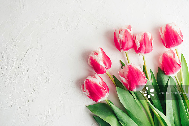 白色背景上的粉白色郁金香图片素材