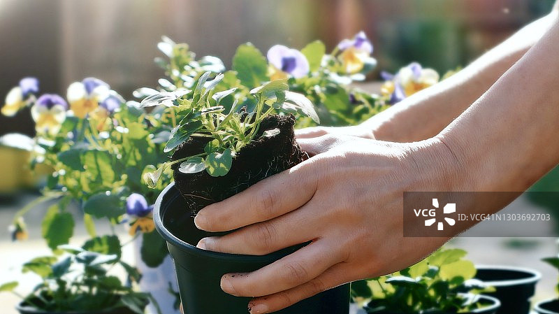 女人园艺图片素材