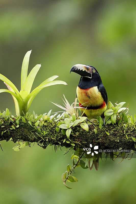 领噪鵎鵼图片素材