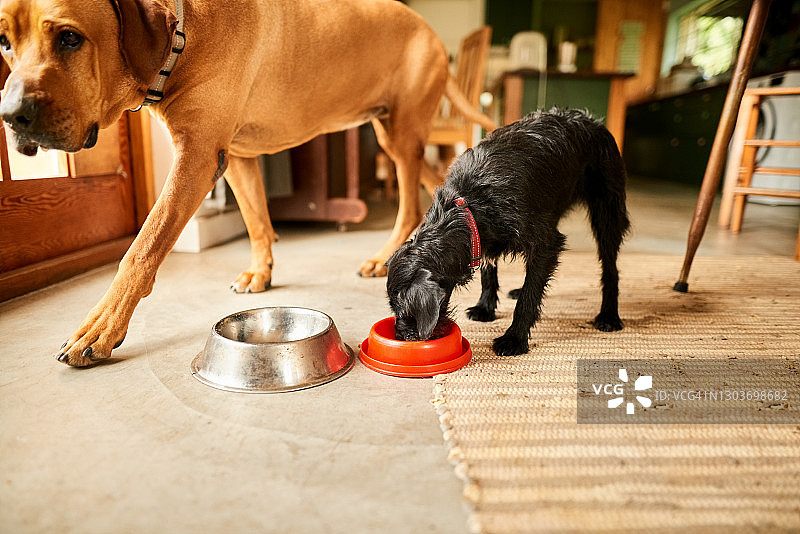喂养宠物图片素材