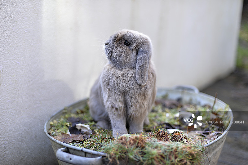 迷你垂耳兔图片素材