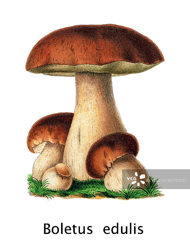 可食用真菌：牛肝菌古老版画插图图片素材