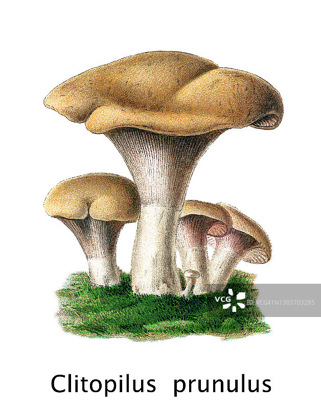 老式雕刻食用菌蘑菇插图 - 米勒菇或甜面包蘑菇（Clitopilus prunulus）图片素材