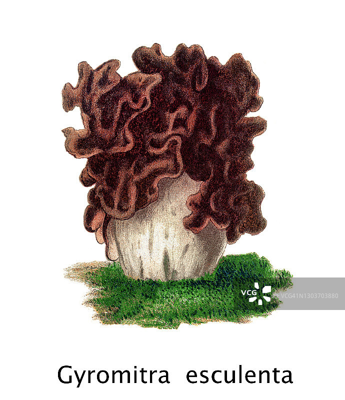 食用真菌蘑菇古董雕刻插图图片素材