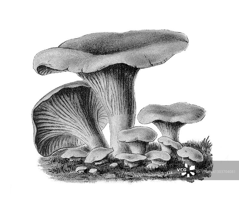 古老版画：可食用菌类金黄鸡油菌图片素材