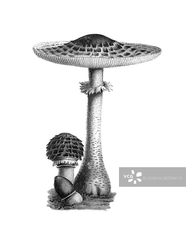 旧版雕刻插画，蘑菇 - 大白菇图片素材