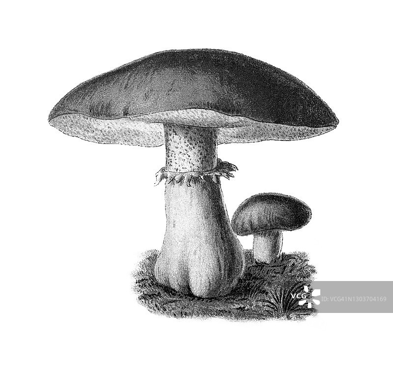 老式雕刻插图：可食用菌类，蘑菇 - 滑子菇图片素材
