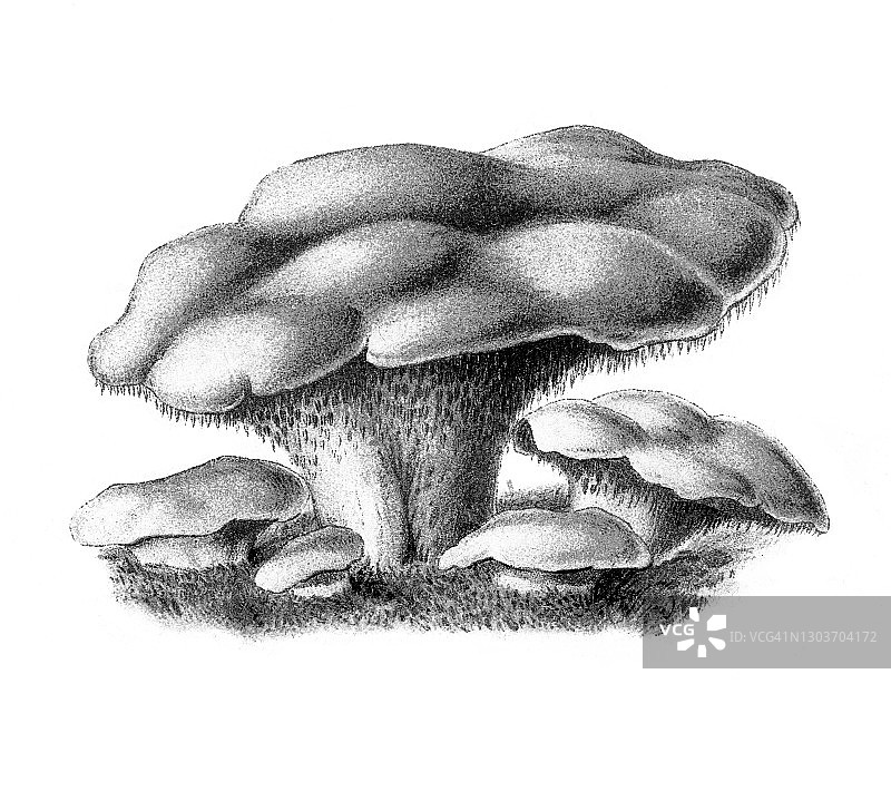 食用菌：刺猬菇，古老的雕刻插图图片素材