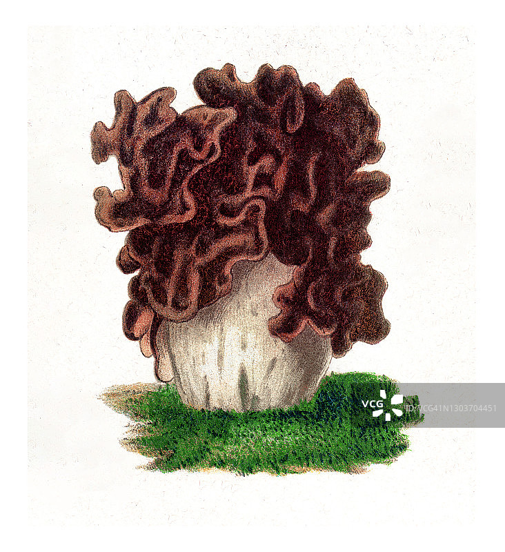 食用真菌蘑菇古董雕刻插图图片素材