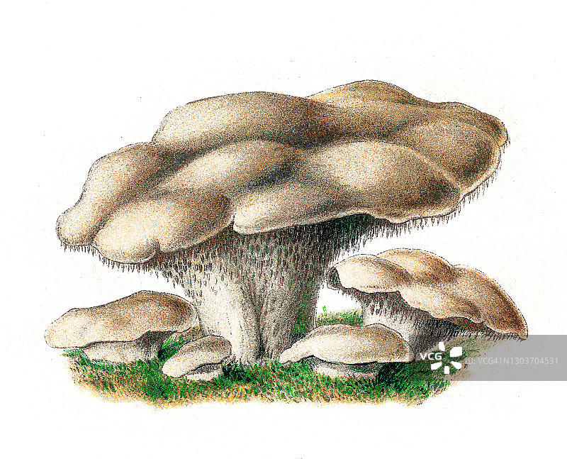 食用菌：刺猬菇，古老的雕刻插图图片素材