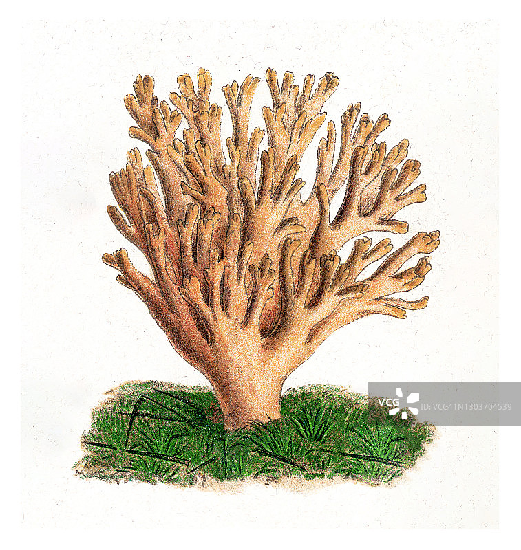 食用真菌、蘑菇古老雕刻插图图片素材