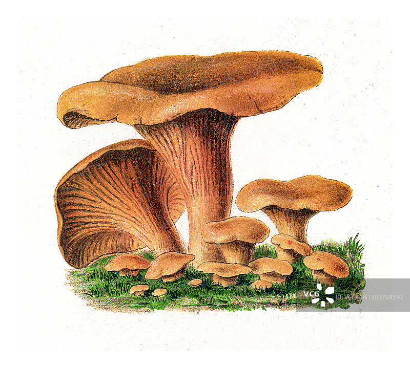 古老版画：可食用菌类金黄鸡油菌图片素材