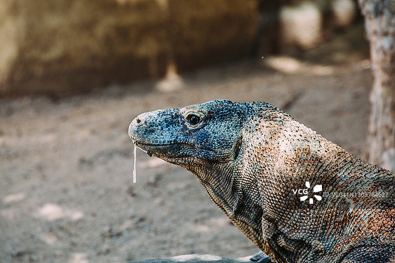 嘴边挂着唾液的科莫多龙（科莫多巨蜥）图片素材