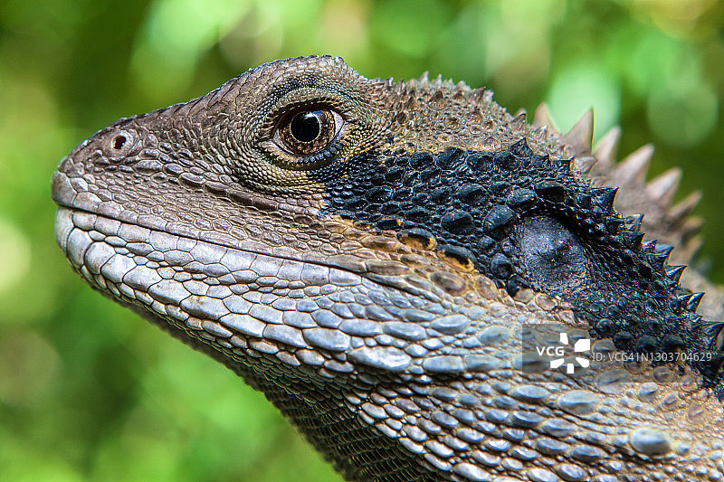 中国水龙蜥蜴图片素材