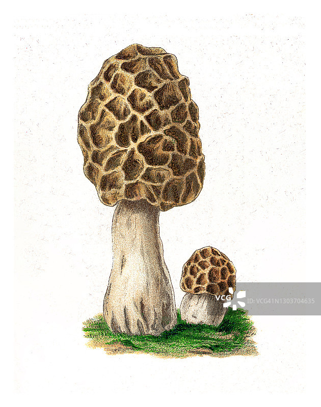 可食用真菌：羊肚菌老式雕刻插图图片素材