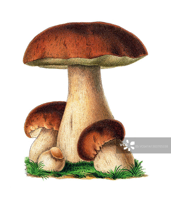 可食用真菌：牛肝菌古老版画插图图片素材