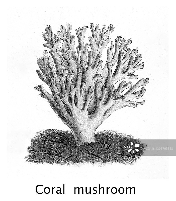 食用真菌、蘑菇古老雕刻插图图片素材