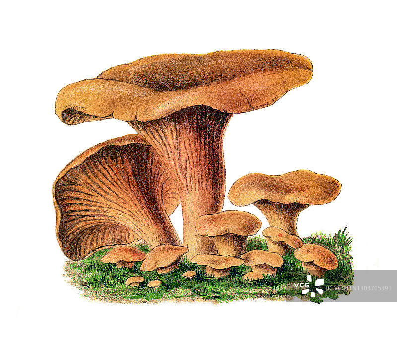 古老版画：可食用菌类金黄鸡油菌图片素材